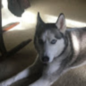 Meet your Posher, Gavin